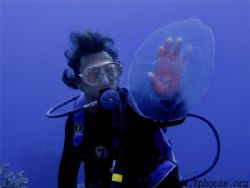 Divemaster touching the outer dome of a moon jellyfish. T... by Zaid Fadul 